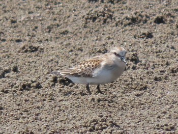 Red-necked Stint 蒲生干潟(仙台市) Wed, 8/30/2023