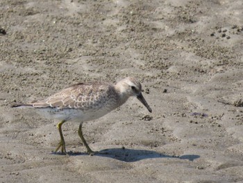 Red Knot 蒲生干潟(仙台市) Wed, 8/30/2023