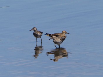 Sharp-tailed Sandpiper Centennial Park (Sydney) Sun, 10/22/2023