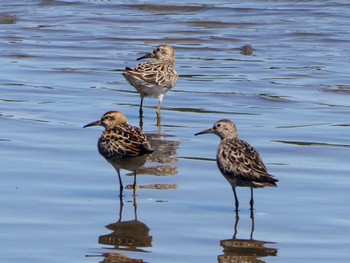 Sharp-tailed Sandpiper Centennial Park (Sydney) Sun, 10/22/2023