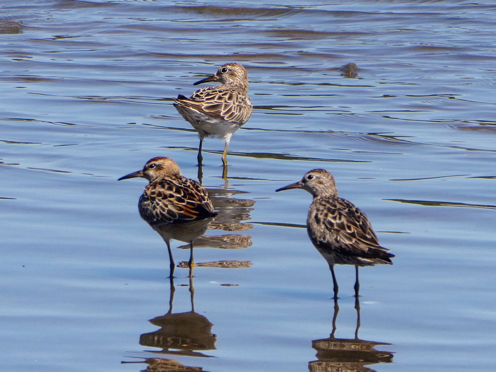 Photo of Sharp-tailed Sandpiper at Centennial Park (Sydney) by Maki