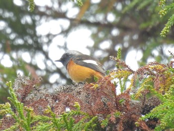 2023年10月28日(土) 京都御苑の野鳥観察記録