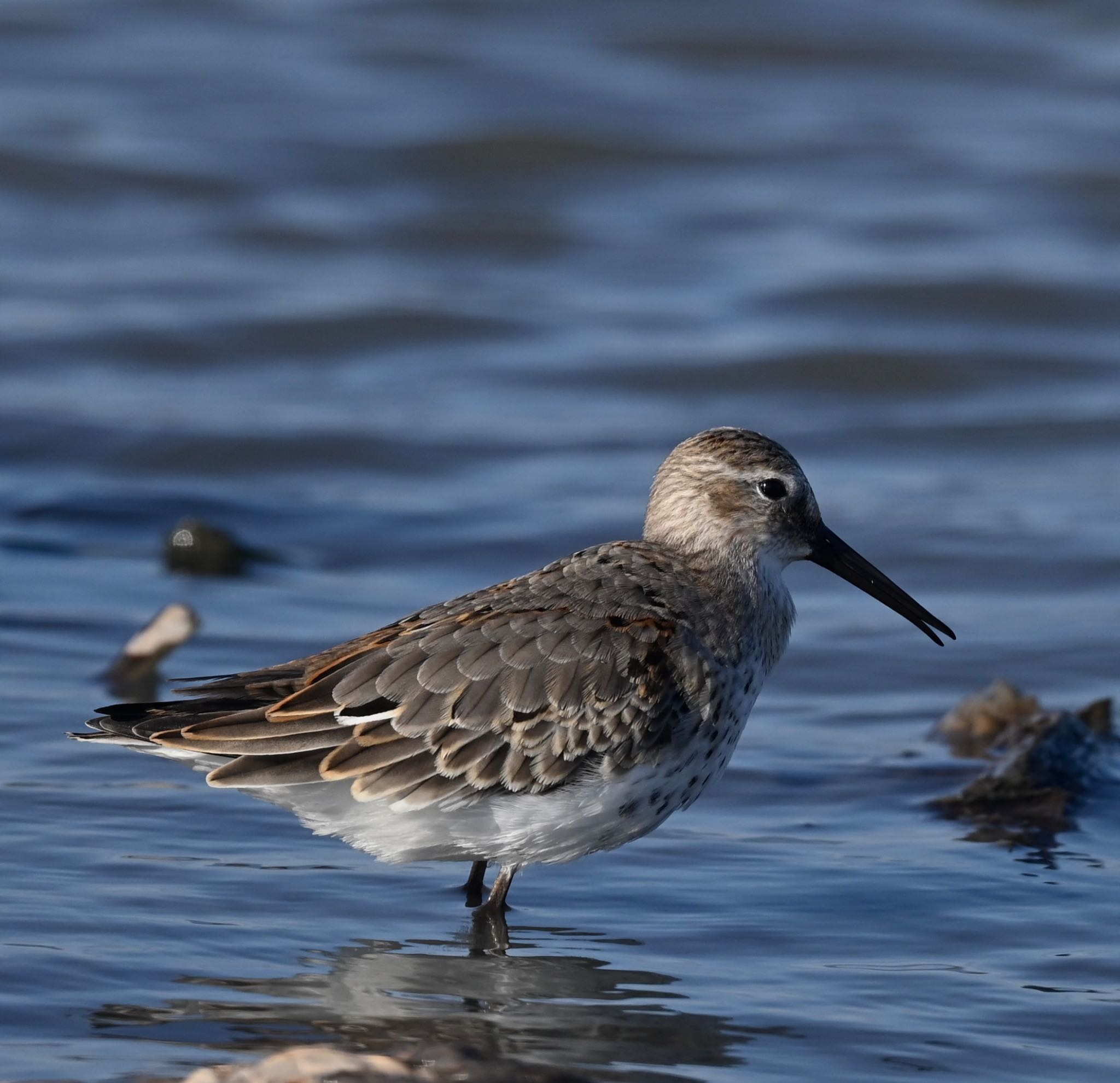 Photo of Dunlin at  by YURIKAMOME5513
