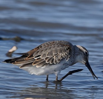 Dunlin Unknown Spots Sun, 10/29/2023