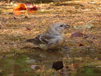 Red Crossbill 創造の森(山梨県) Sun, 10/22/2023