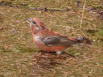 Sun, 10/22/2023 Birding report at 創造の森(山梨県)