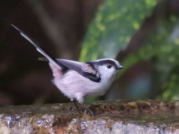 2023年10月30日(月) 京都御苑の野鳥観察記録