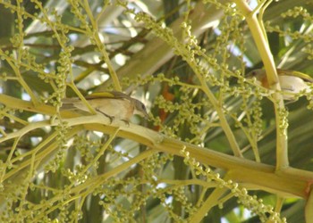 Rufous-banded Honeyeater パプアニューギニア Unknown Date