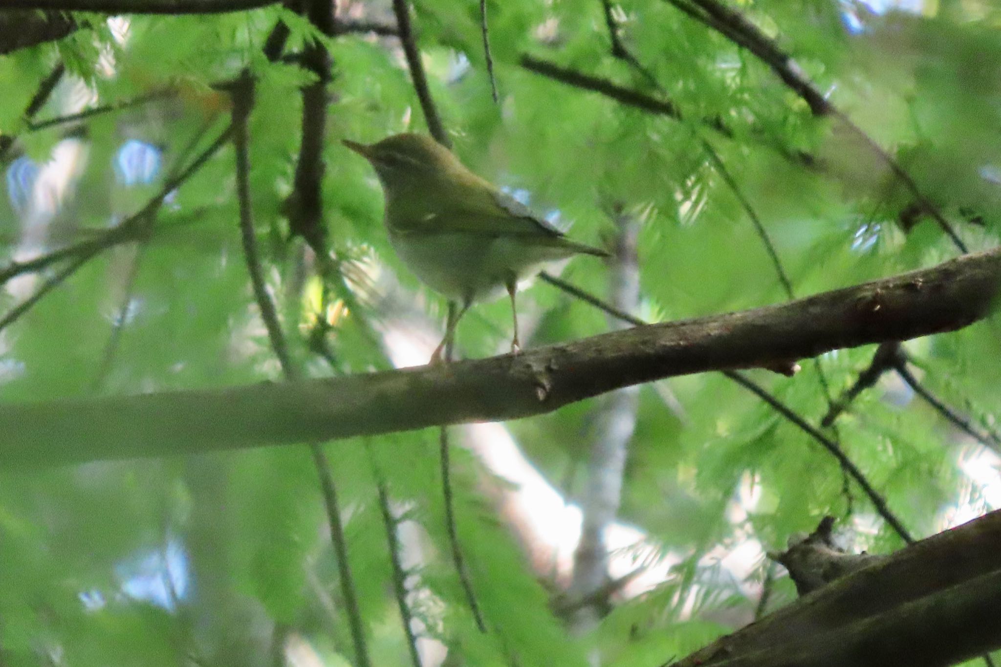 Photo of Kamchatka Leaf Warbler at Mizumoto Park by 中学生探鳥家