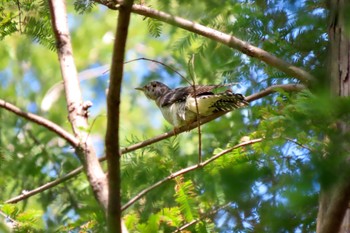 Oriental Cuckoo Mizumoto Park Fri, 10/13/2023