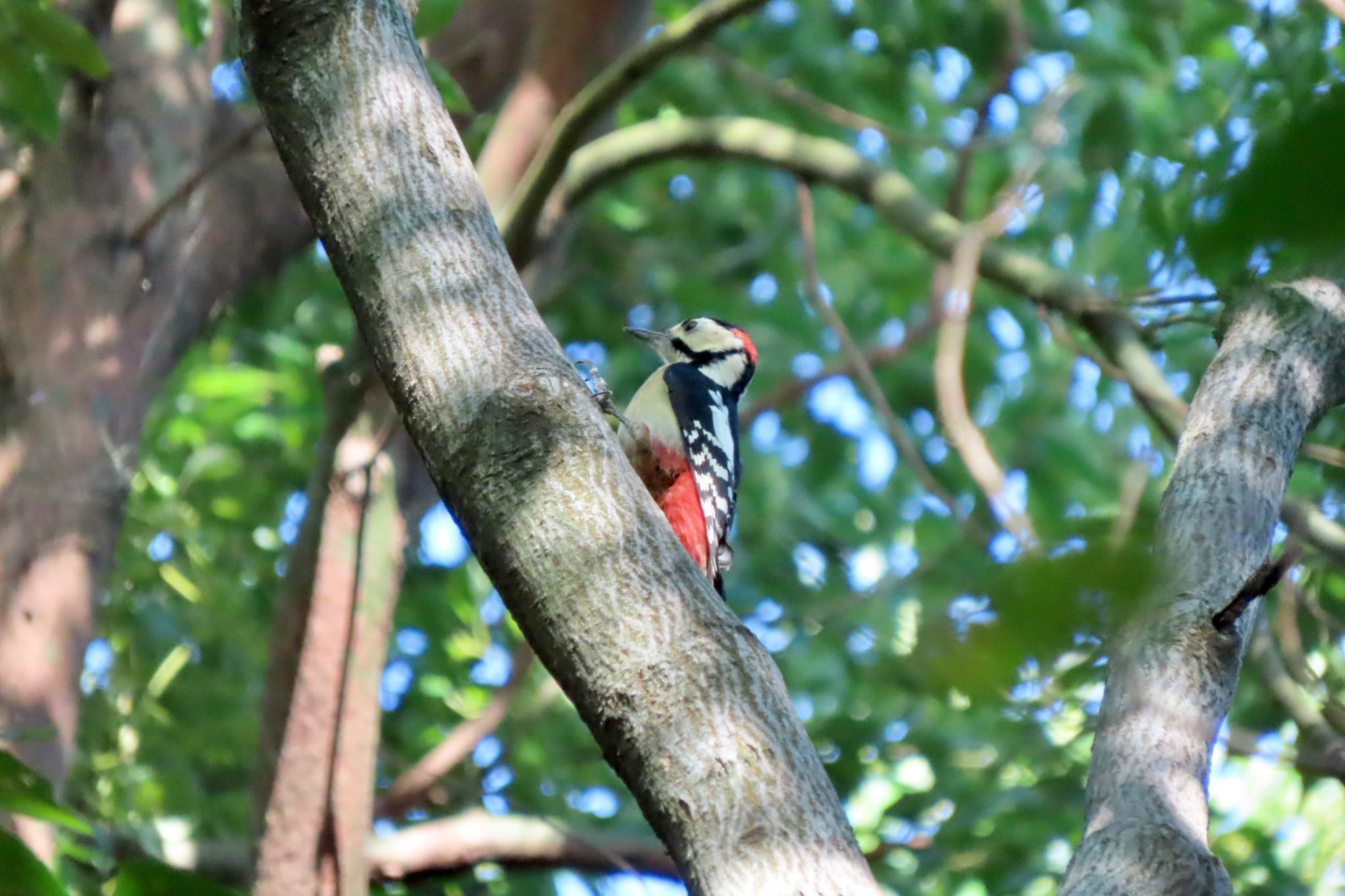 アカゲラ