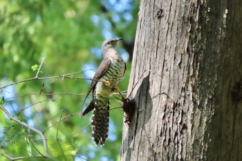 Oriental Cuckoo Mizumoto Park Fri, 10/13/2023