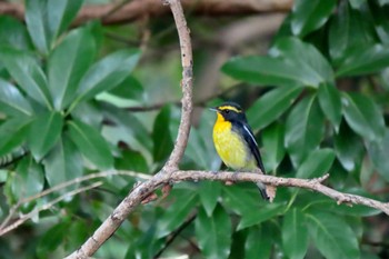 Fri, 10/13/2023 Birding report at Mizumoto Park
