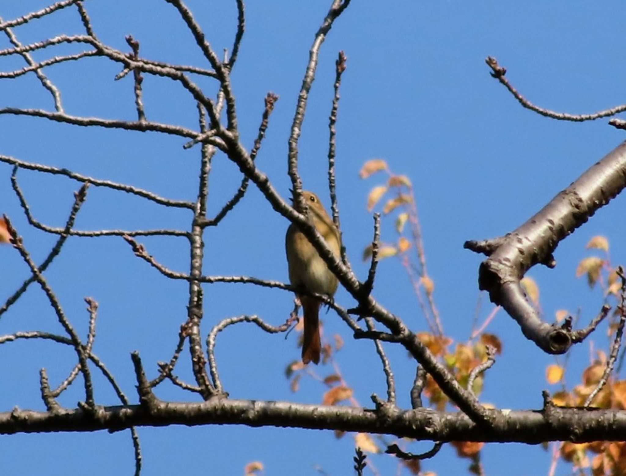 Photo of Daurian Redstart at 仙川平和公園(三鷹市) by ashi