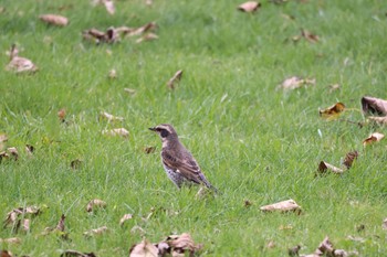 Dusky Thrush あいの里公園 Mon, 10/30/2023