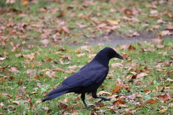 Carrion Crow あいの里公園 Mon, 10/30/2023