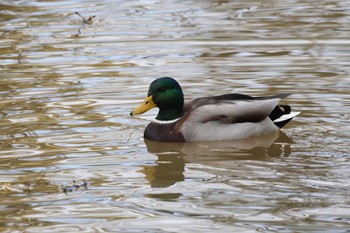 Mallard あいの里公園 Mon, 10/30/2023