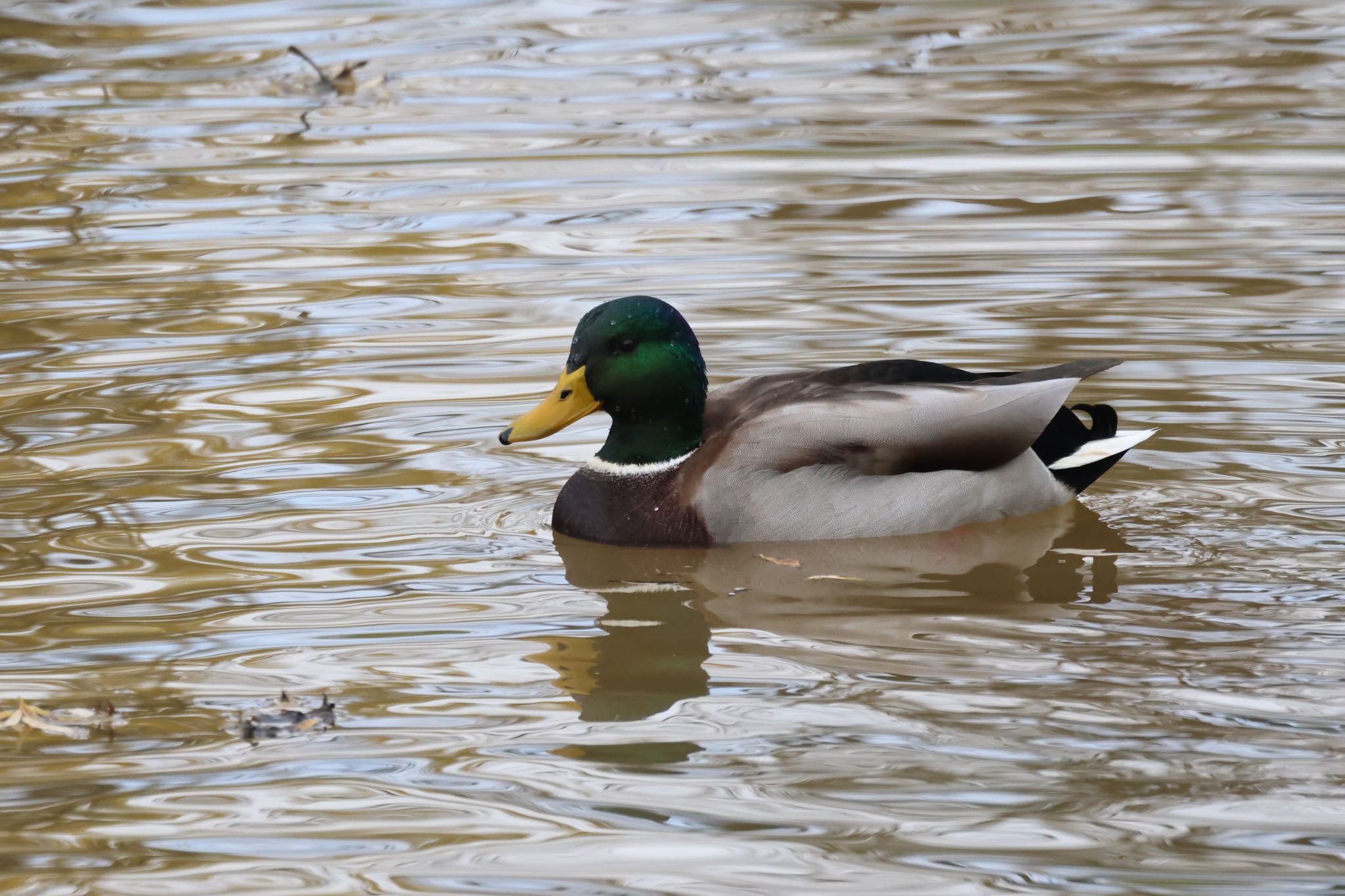 あいの里公園 マガモの写真 by will 73