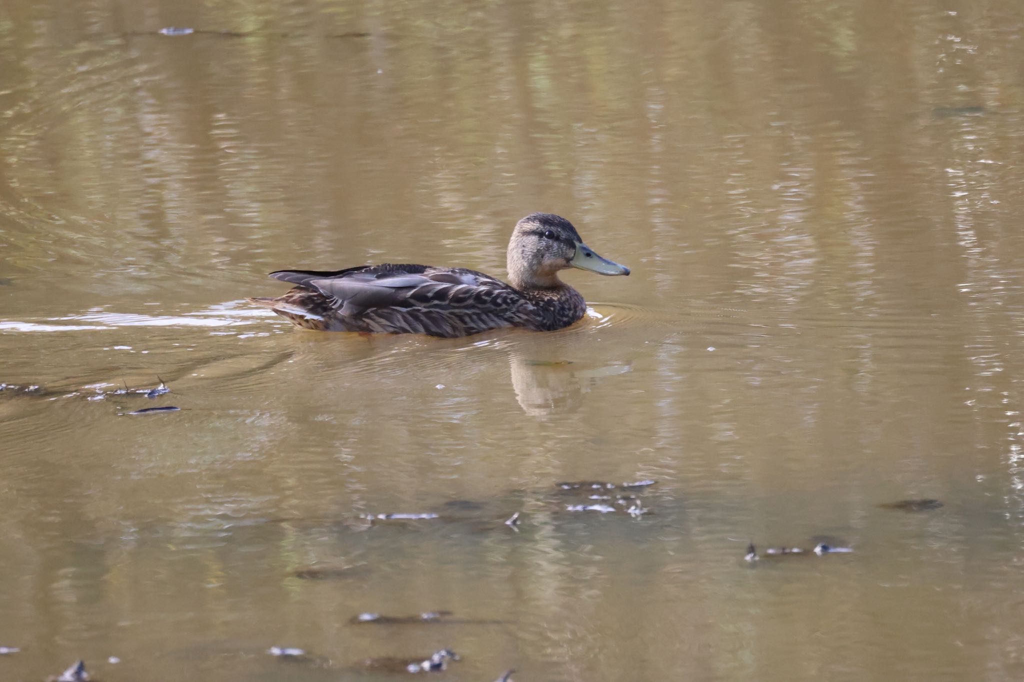 あいの里公園 マガモの写真 by will 73