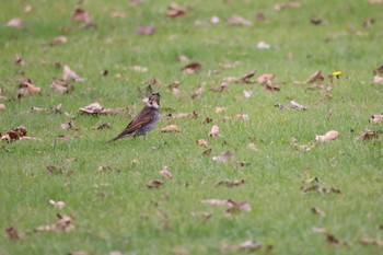 Dusky Thrush あいの里公園 Mon, 10/30/2023