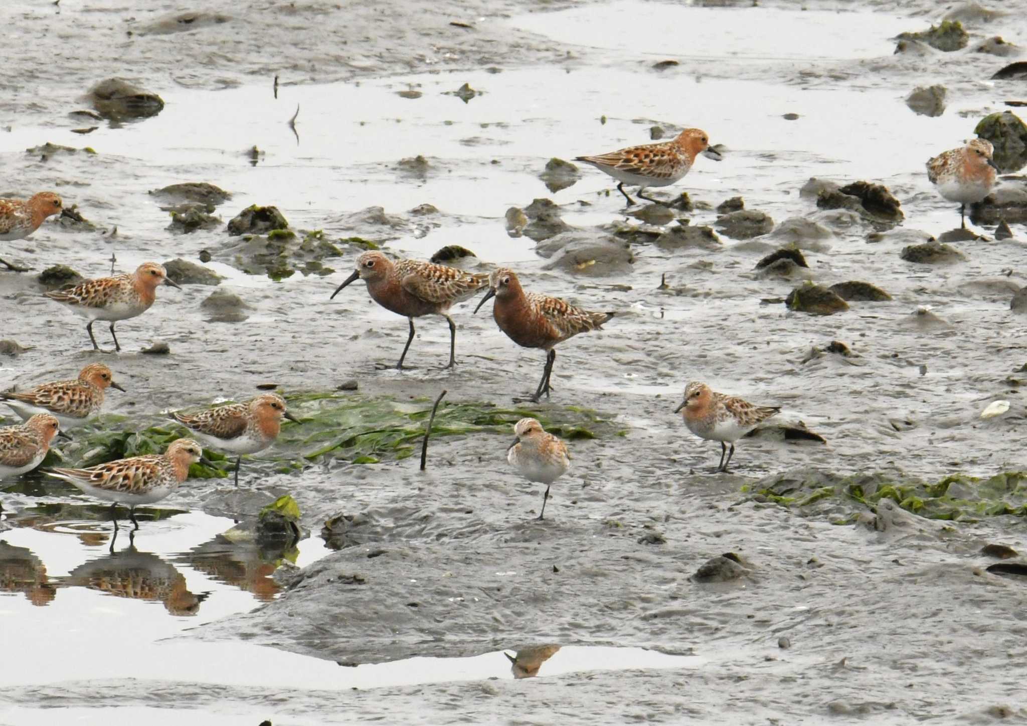 Little Stint