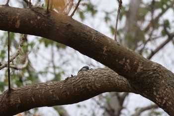 Eurasian Nuthatch(asiatica) あいの里公園 Mon, 10/30/2023