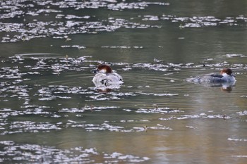 Smew あいの里公園 Mon, 10/30/2023