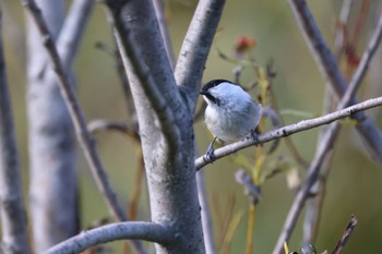 Marsh Tit あいの里公園 Mon, 10/30/2023