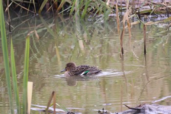 Eurasian Teal あいの里公園 Mon, 10/30/2023