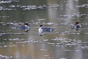 2023年10月30日(月) あいの里公園の野鳥観察記録