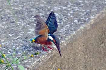 Common Kingfisher 笹下川 Mon, 10/30/2023