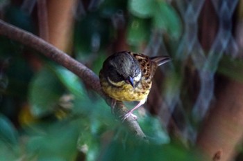 Masked Bunting 笹下川 Mon, 10/30/2023