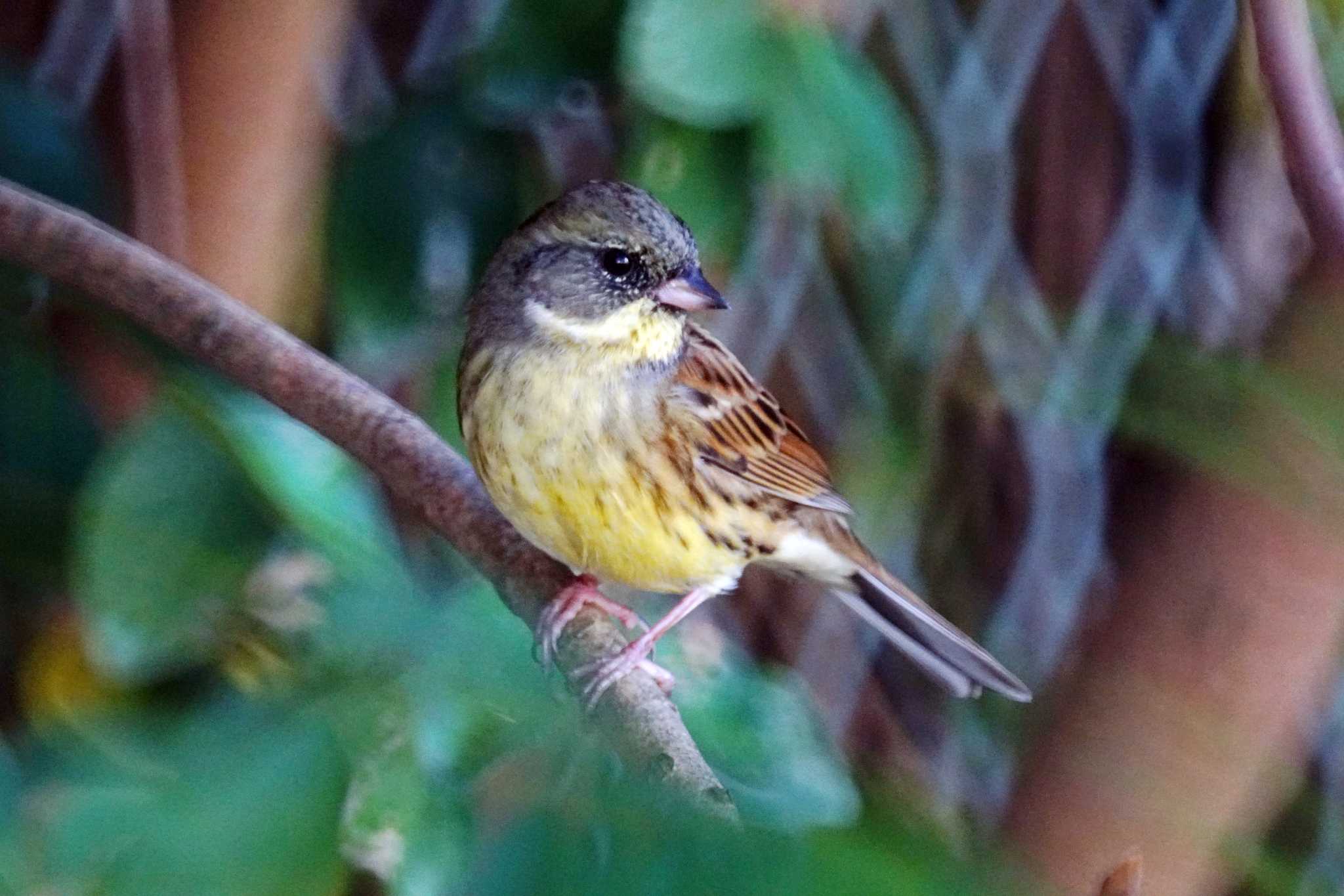 Photo of Masked Bunting at 笹下川 by sinbesax