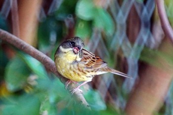 Masked Bunting 笹下川 Mon, 10/30/2023