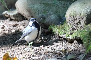 シジュウカラ 横浜市児童遊園地 2023年10月30日(月)