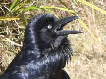 Australian Raven Centennial Park (Sydney) Sun, 10/22/2023