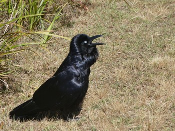 Australian Raven Centennial Park (Sydney) Sun, 10/22/2023