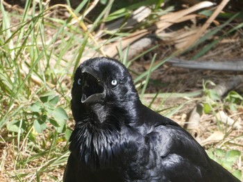 Australian Raven Centennial Park (Sydney) Sun, 10/22/2023