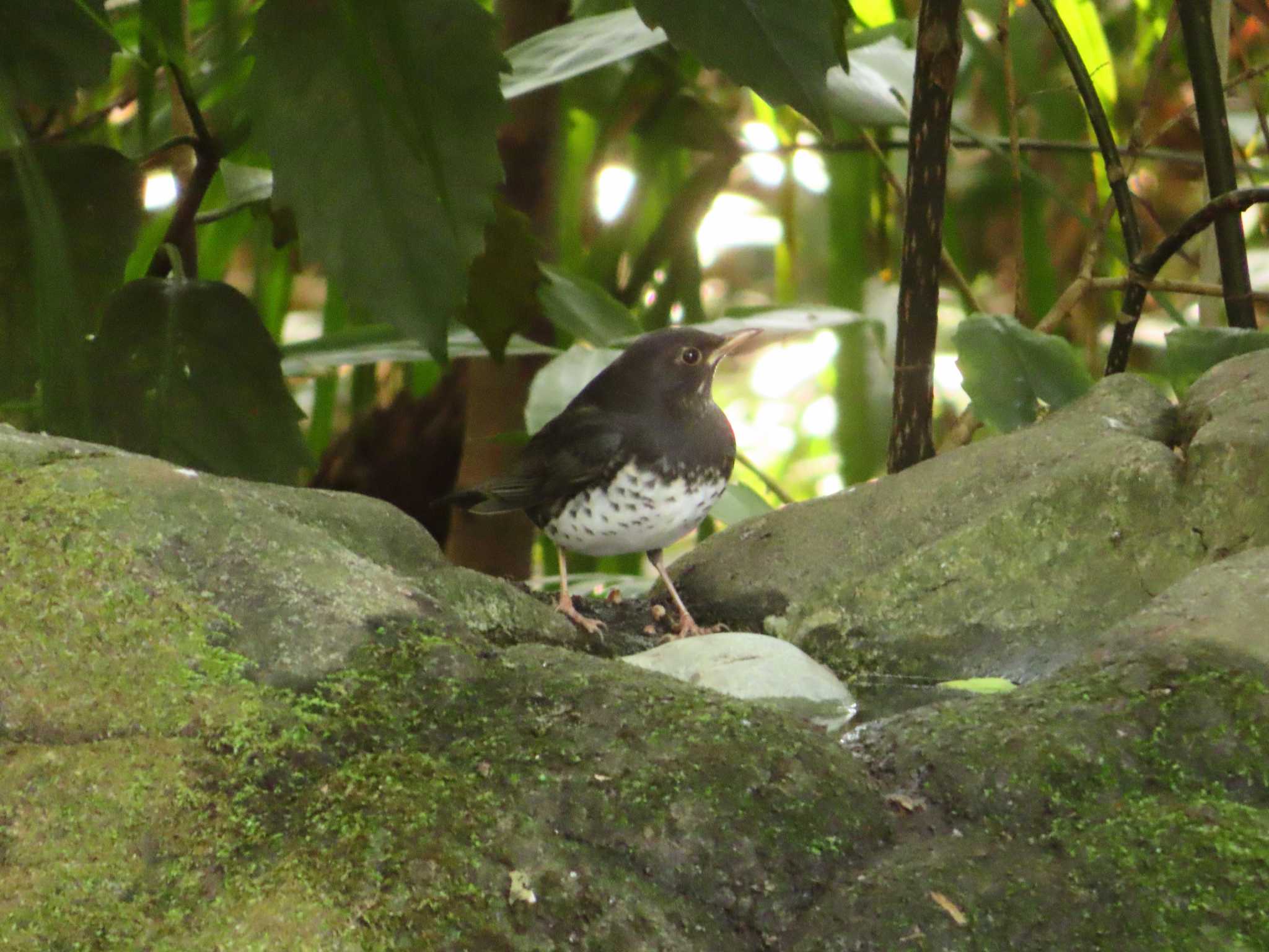 井の頭恩賜公園 クロツグミの写真 by ゆ