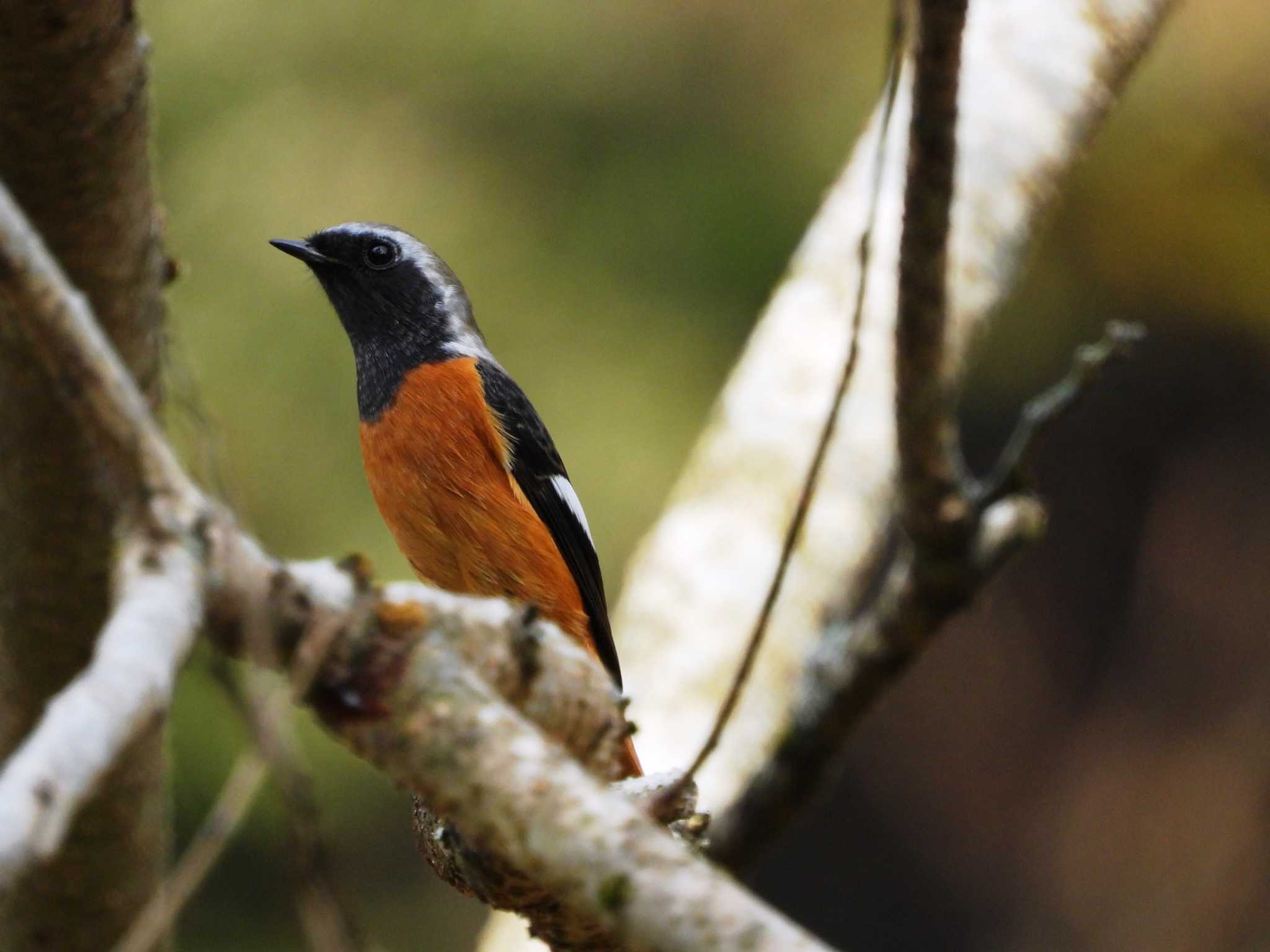 Daurian Redstart