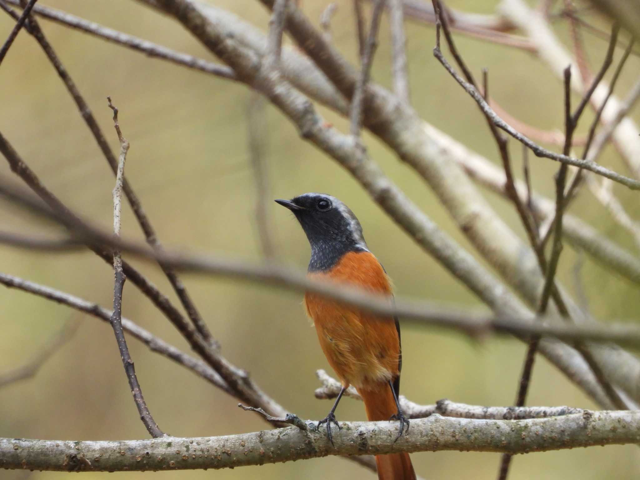 Daurian Redstart