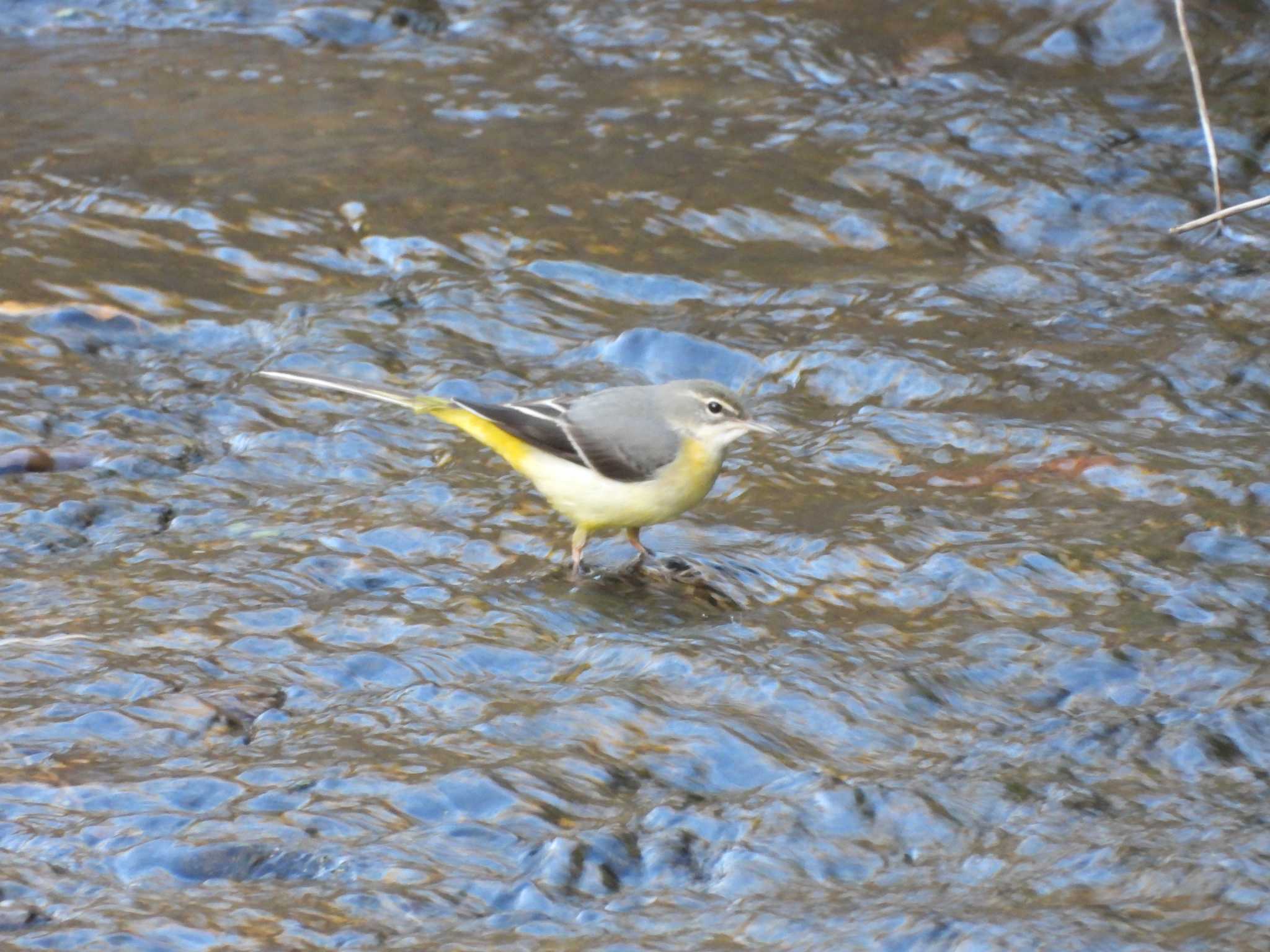 Grey Wagtail