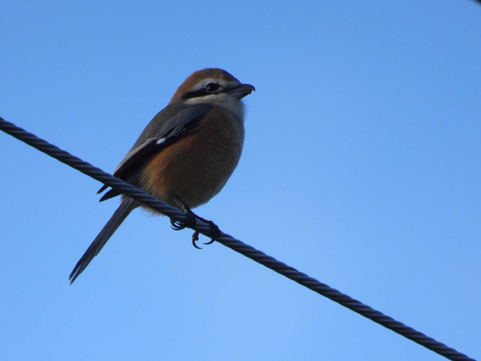 Bull-headed Shrike