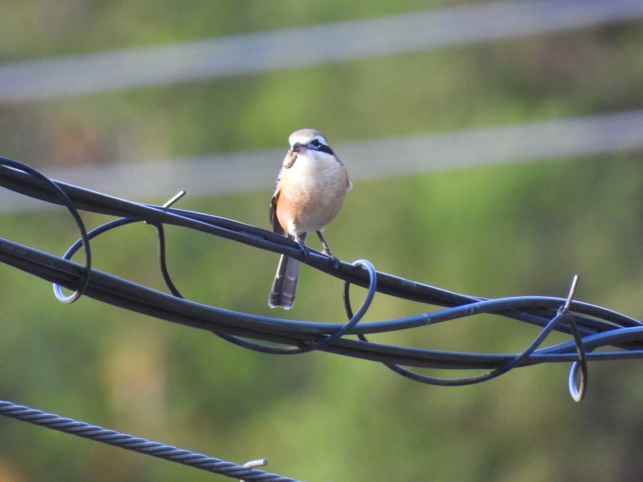 Bull-headed Shrike