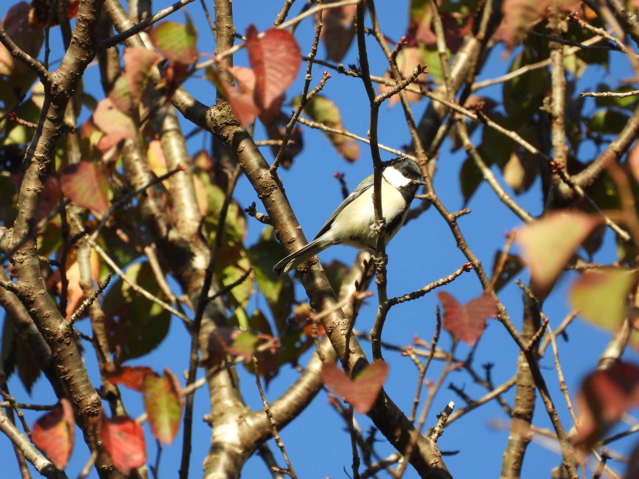 Japanese Tit