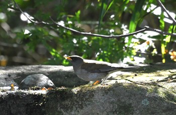 2023年10月30日(月) 井の頭公園の野鳥観察記録