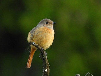 Daurian Redstart マイフィールドa Mon, 10/30/2023