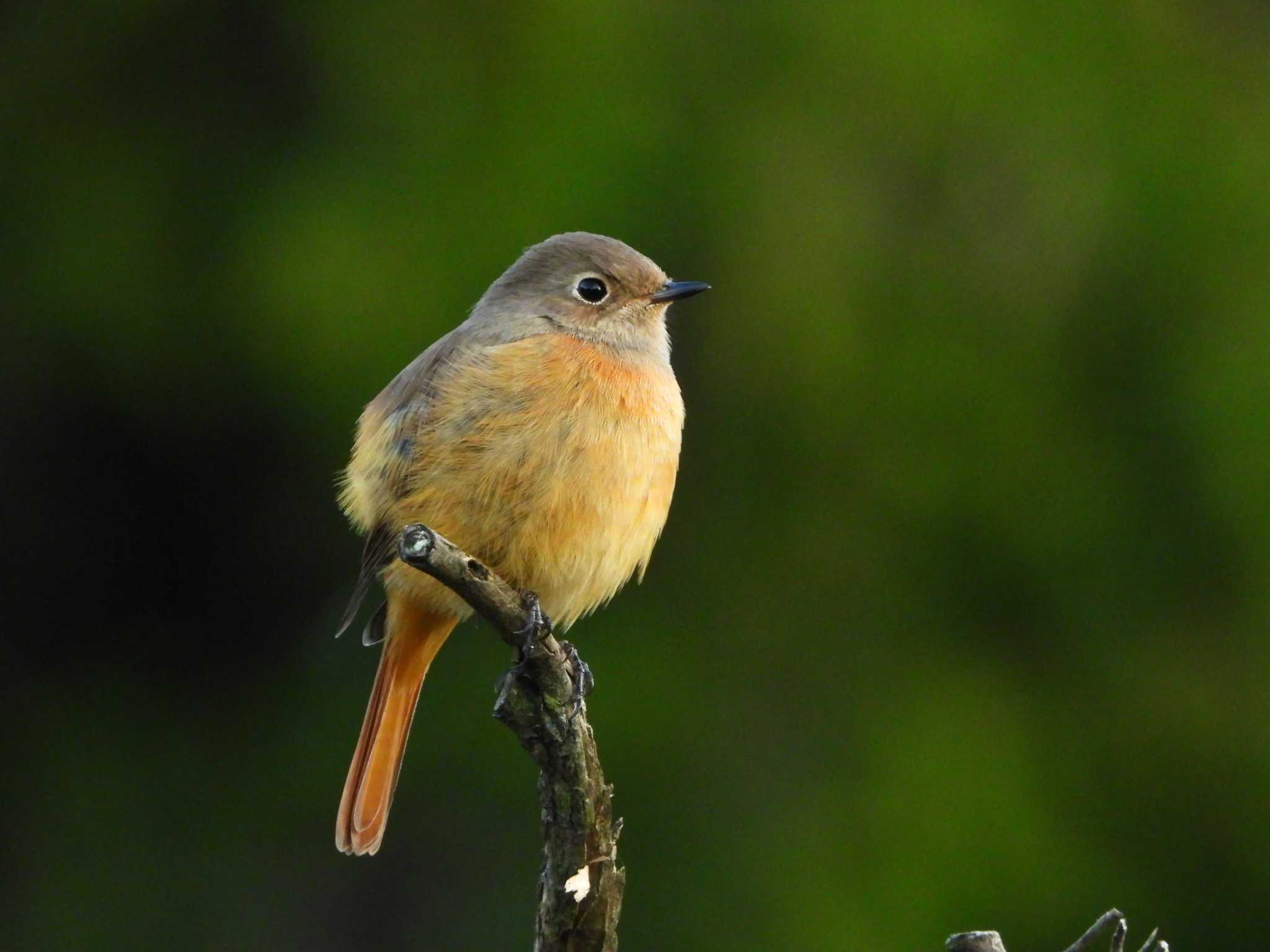 Daurian Redstart