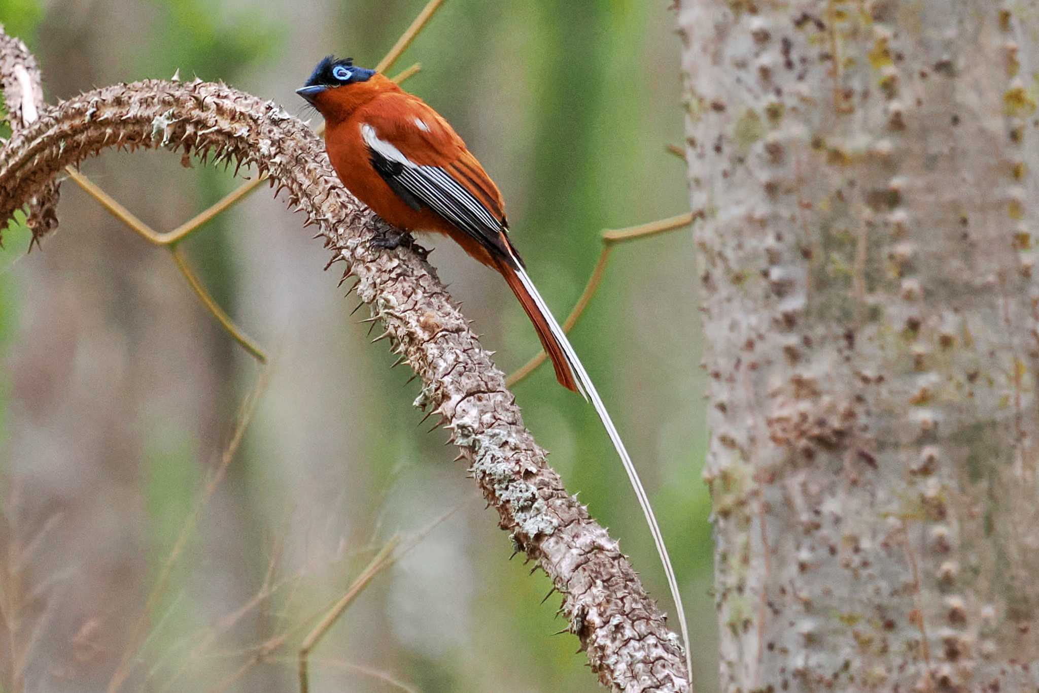 Photo of Malagasy Paradise Flycatcher at マダガスカル by 藤原奏冥