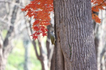 ヤマゲラ キトウシ森林公園 2023年10月30日(月)